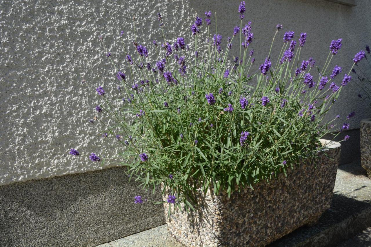 Apartma Zala Most na Soči Exterior foto